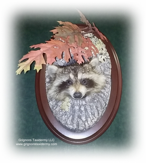raccoon head mount by Reimond Grignon